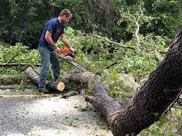 Best Tree and Shrub Care  in , GA