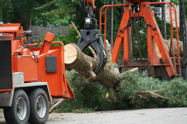 Best Stump Grinding and Removal  in , GA